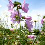 Kaasjeskruid roze - Malva moschata in bloei